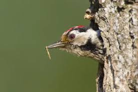 Attēlu rezultāti vaicājumam “Dendrocopos minor male”
