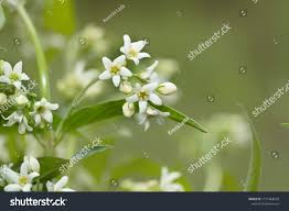 Attēlu rezultāti vaicājumam “Vincetoxicum hirundinaria flower”