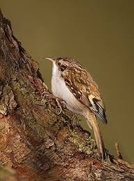 Attēlu rezultāti vaicājumam “Certhia familiaris”