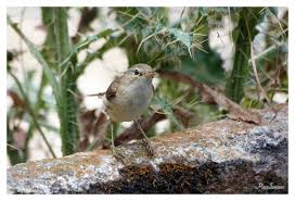 Image result for Hippolais pallida