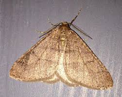 Attēlu rezultāti vaicājumam “Agriopis marginaria”