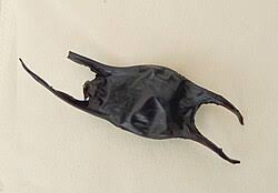 Image result for Raja montagui