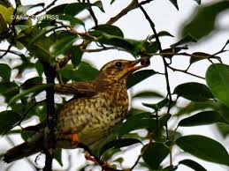 Image result for Zoothera sibirica