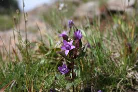 Attēlu rezultāti vaicājumam “Gentianella amarella”