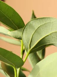 Attēlu rezultāti vaicājumam “Cinna latifolia leaf”