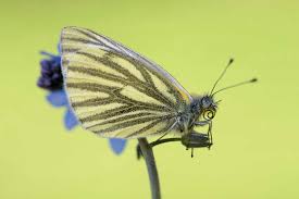 Attēlu rezultāti vaicājumam “Pieris napi”