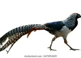 Image result for Chrysolophus amherstiae