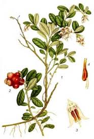 Attēlu rezultāti vaicājumam “Vaccinium vitis-idaea bud”