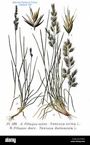 Attēlu rezultāti vaicājumam “Festuca ovina”