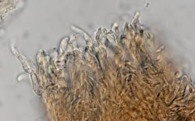 Attēlu rezultāti vaicājumam “Stictis”