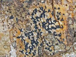 Attēlu rezultāti vaicājumam “Opegrapha atra”