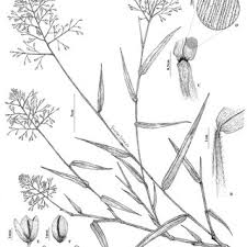 Attēlu rezultāti vaicājumam “Rhynchostegiella tenella macro”