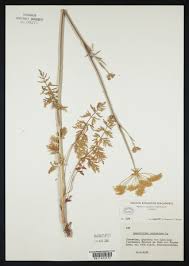 Attēlu rezultāti vaicājumam “Laserpitium prutenicum”