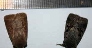 Attēlu rezultāti vaicājumam “Orthosia gothica”