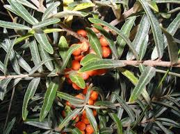 Attēlu rezultāti vaicājumam “Hippophae rhamnoides fruit”