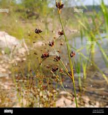 Attēlu rezultāti vaicājumam “Juncus alpinoarticulatus leaf”