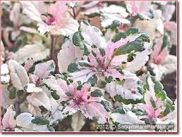 Attēlu rezultāti vaicājumam “Veronica chamaedrys leaf”