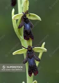 Attēlu rezultāti vaicājumam “Ophrys insectifera”