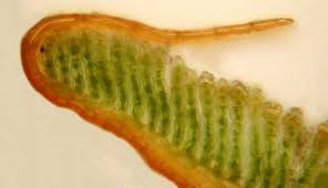 Attēlu rezultāti vaicājumam “Aloina rigida sporophyte”