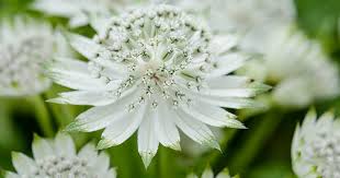 Attēlu rezultāti vaicājumam “Astrantia major flower”