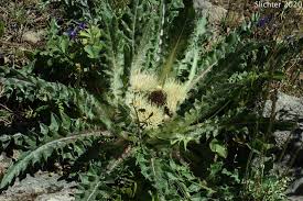 Attēlu rezultāti vaicājumam “Cirsium acaule”