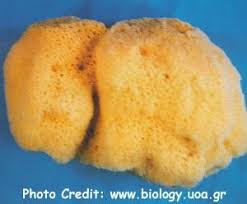 Attēlu rezultāti vaicājumam “Spongia”