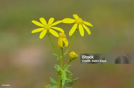 Attēlu rezultāti vaicājumam “Senecio vernalis”