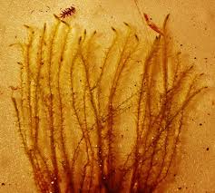 Attēlu rezultāti vaicājumam “Calliergon cordifolium”