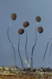 Attēlu rezultāti vaicājumam “Stemonitidaceae”