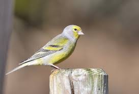 Image result for Carduelis citrinella