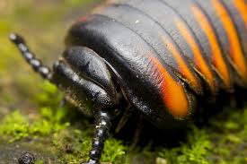 Attēlu rezultāti vaicājumam “Diplopoda”