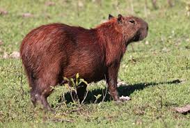 Attēlu rezultāti vaicājumam “Hydrochoerus hydrochaeris”