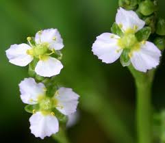 Attēlu rezultāti vaicājumam “Alisma plantago-aquatica flower”