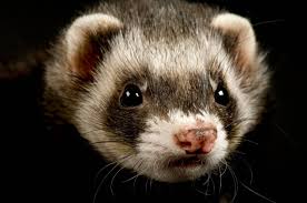 Attēlu rezultāti vaicājumam “Mustela putorius”