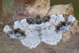 Attēlu rezultāti vaicājumam “Ligdia adustata”