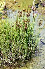 Attēlu rezultāti vaicājumam “Juncus compressus fruit”