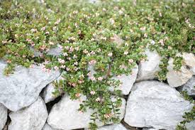 Attēlu rezultāti vaicājumam “Arctostaphylos uva-ursi”