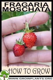 Attēlu rezultāti vaicājumam “Fragaria moschata”