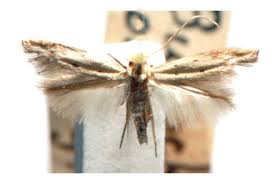 Attēlu rezultāti vaicājumam “Bucculatricidae”