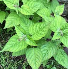 Attēlu rezultāti vaicājumam “Circaea lutetiana”