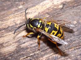 Attēlu rezultāti vaicājumam “Vespula germanica male”