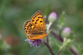 Attēlu rezultāti vaicājumam “Lycaena virgaureae”