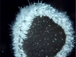 Attēlu rezultāti vaicājumam “Lachnella alboviolascens”