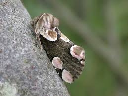 Attēlu rezultāti vaicājumam “Thyatira batis larva”