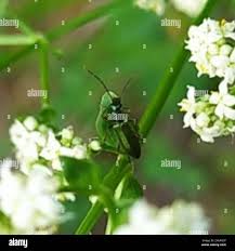 Attēlu rezultāti vaicājumam “Chrysanthia geniculata”
