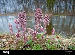 Attēlu rezultāti vaicājumam “Petasites hybridus flower”