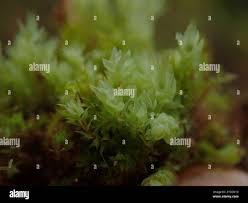 Attēlu rezultāti vaicājumam “Pohlia cruda”