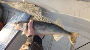 Image result for Sander canadensis/vitreus