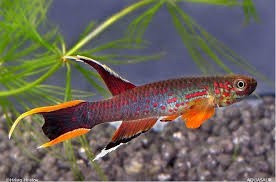 Image result for Aphyosemion