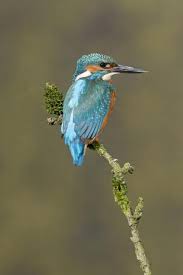 Attēlu rezultāti vaicājumam “Alcedo atthis adult”